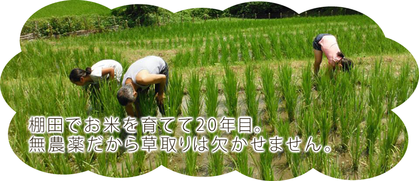 棚田でお米を育てて20年目。無農薬だから草取りは欠かせません。